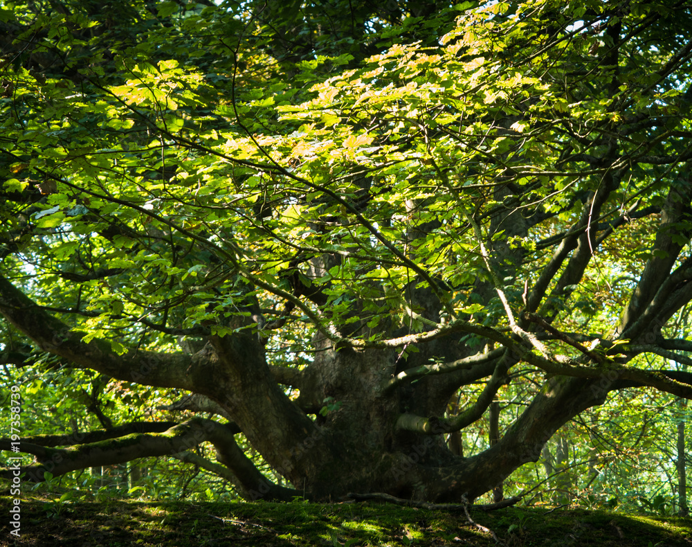 Fototapeta premium Old, big broad tree with green leaves