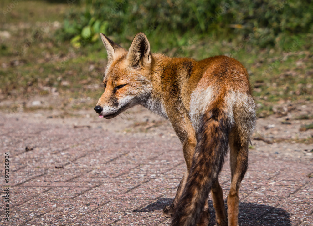 Naklejka premium Sideview of a young fox in late summer