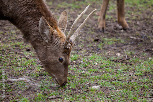 Dybowski deer stands in a wildlife scene photo