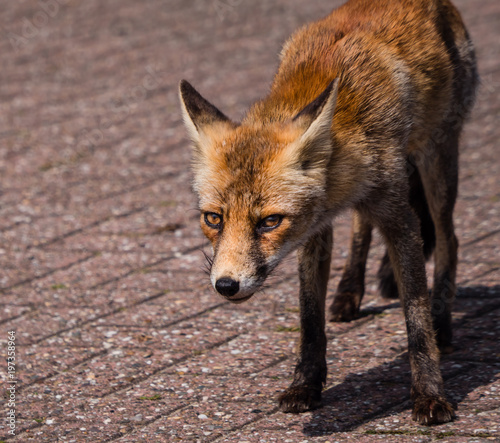 Front view of a young fox in late summer © hipproductions