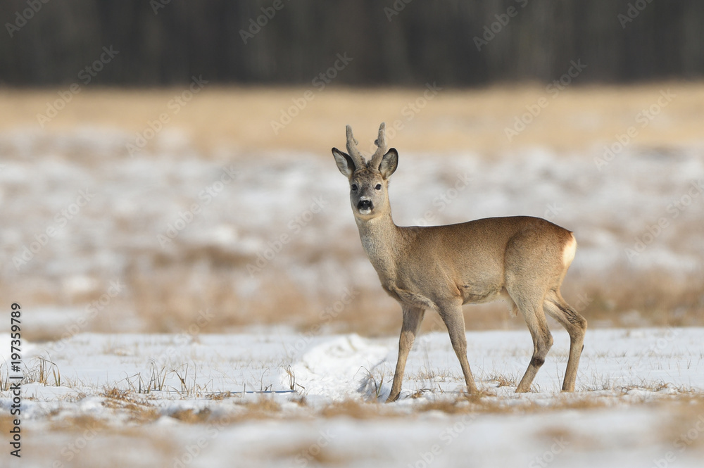 Roe deer (Capreolus capreolus) Roe deer (Capreolus capreolus)
