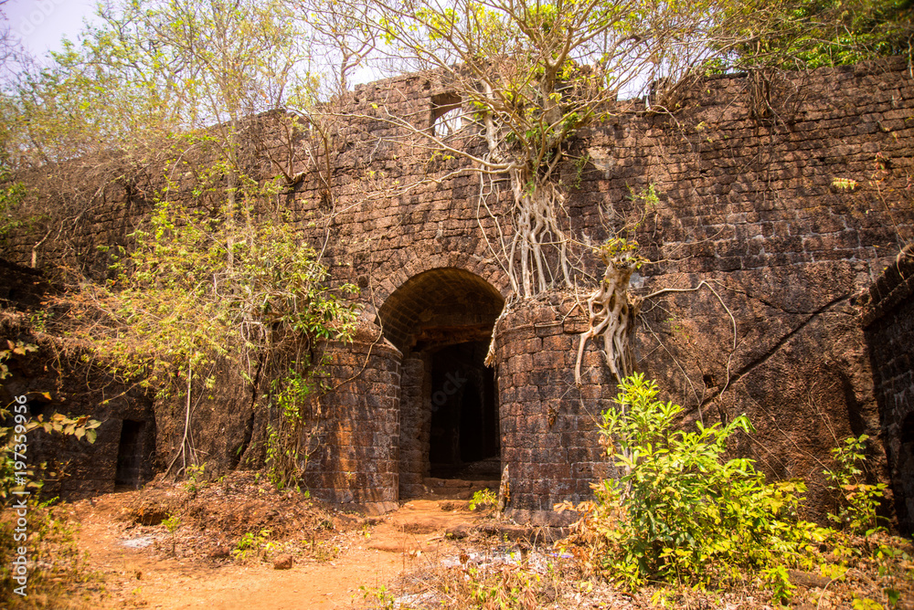Jungle banyan tree roots covering old building wall Jungle banyan tree roots covering old building wall