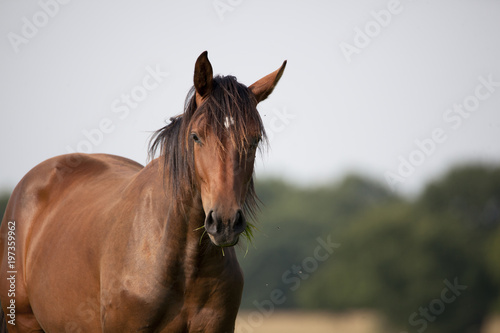 young brown holsteiner horse © pfluegler photo