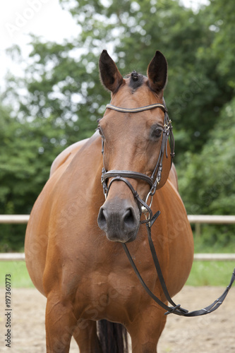 Horse outside with bridle portrait © pfluegler photo