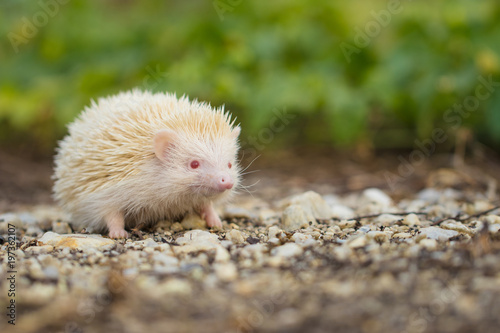 Albino porcupine lying on the ground floor. Animal in Naturally portrait style with blur green grass background. Soft focus. (African Pgymy Hedgehogs)