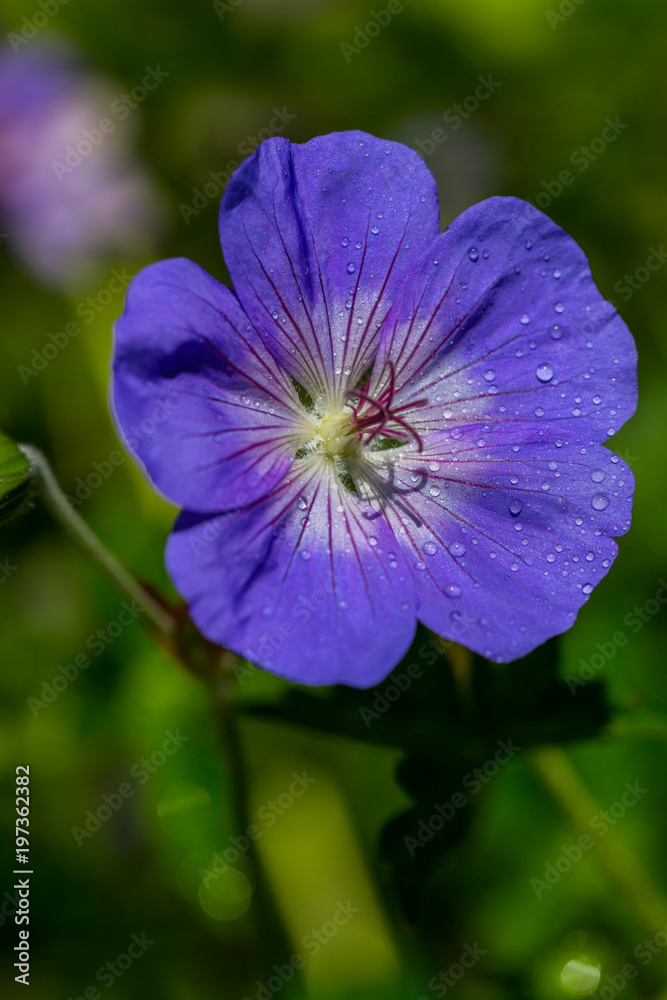 Single Blue Wild flower covered with dew drops.Close-Up Single Blue Wild flower covered with dew drops.Close-Up