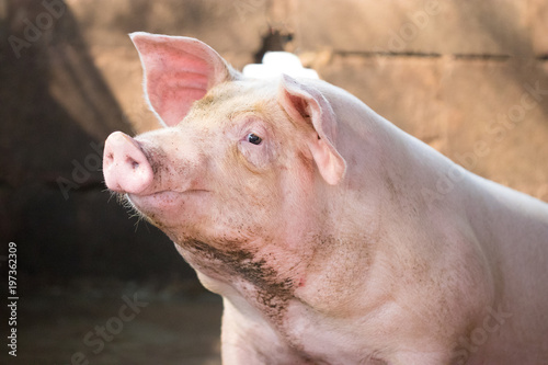 Hog waiting feed. Pig indoor on a farm yard in Thailand. swine in the stall. Close up eyes and blur. Portrait animal.