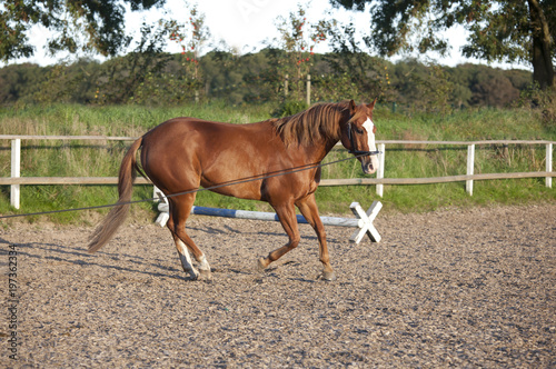Horse is being lunged