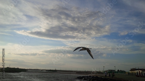 gabbiano in volo sulla spiaggia di sera photo