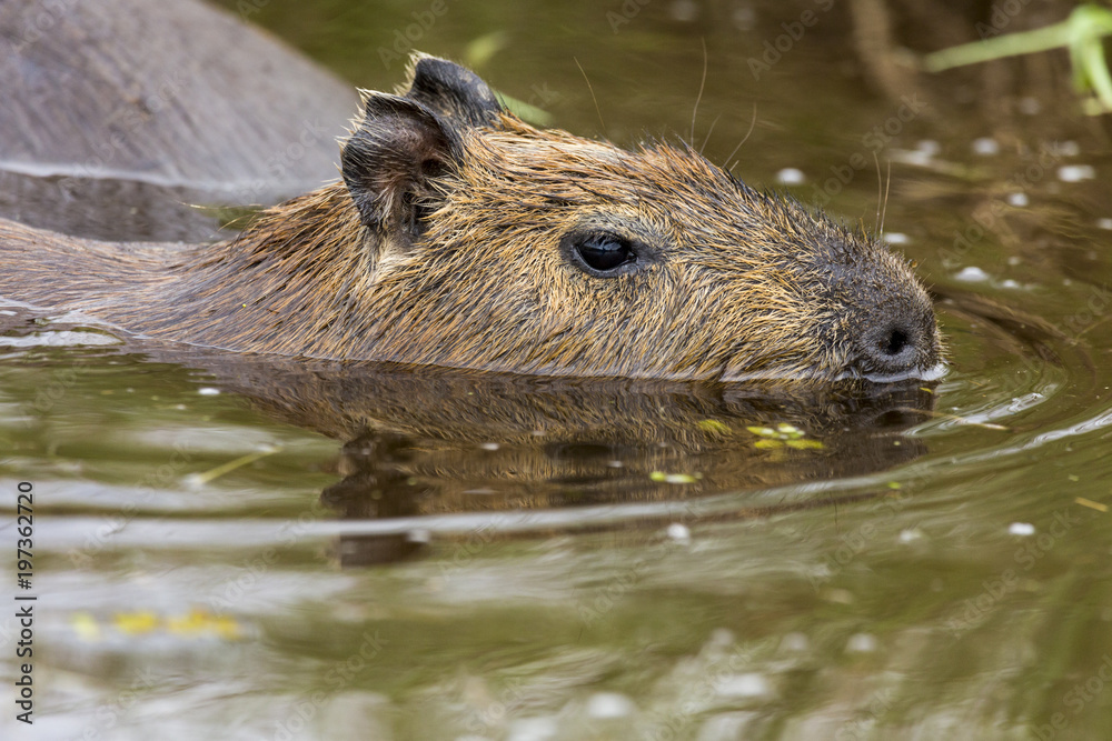 Capybara (Hydrochaeris hydrochaeris) Capybara (Hydrochaeris hydrochaeris)