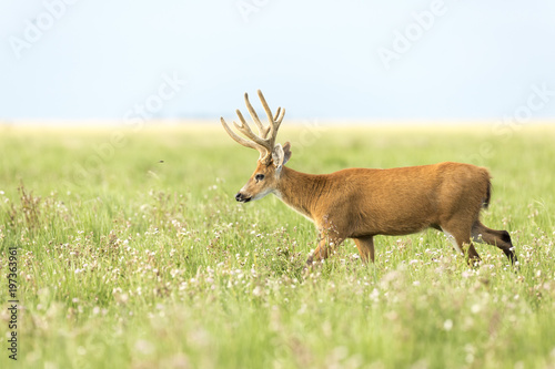 Male Marsh Deer (Blastocerus dichotomus)