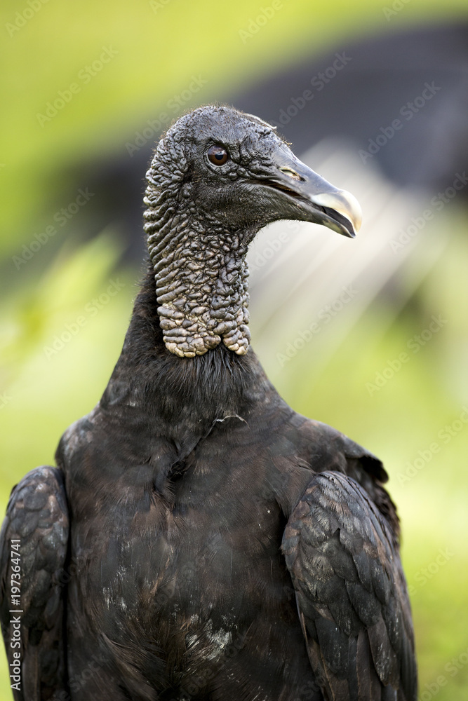 Fototapeta premium Black Vulture (Coragyps atratus)