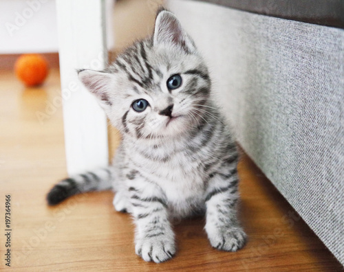 Slika na platnu Lovely kitten portrait.