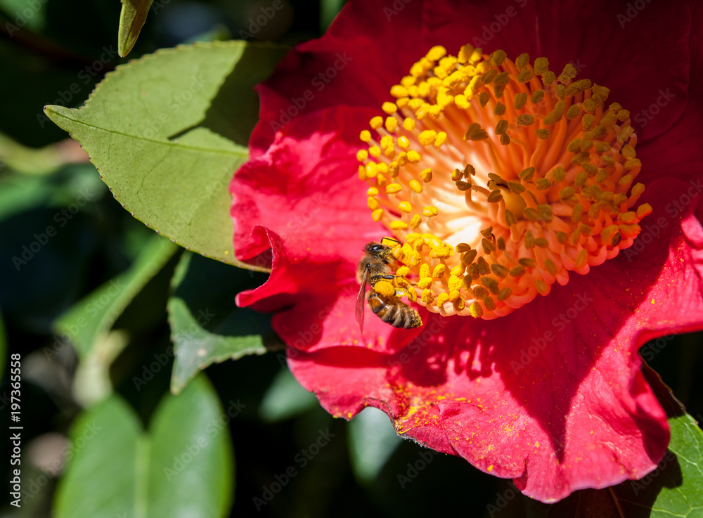 a bee collects pollen from a red Camellia flower a bee collects pollen from a red Camellia flower