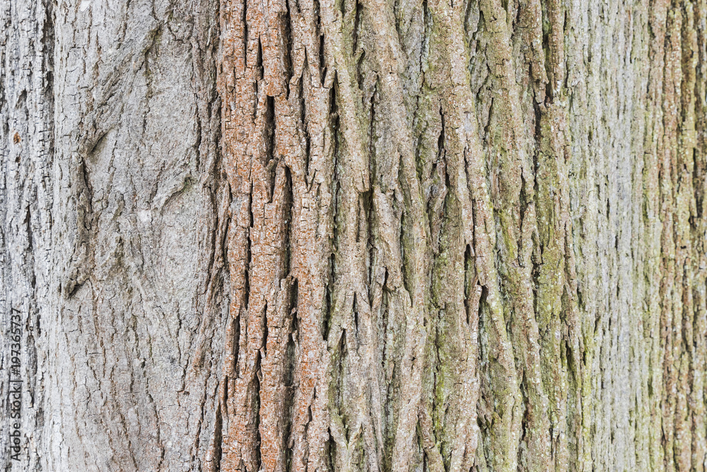 Closeup Rough tree bark texture Closeup Rough tree bark texture