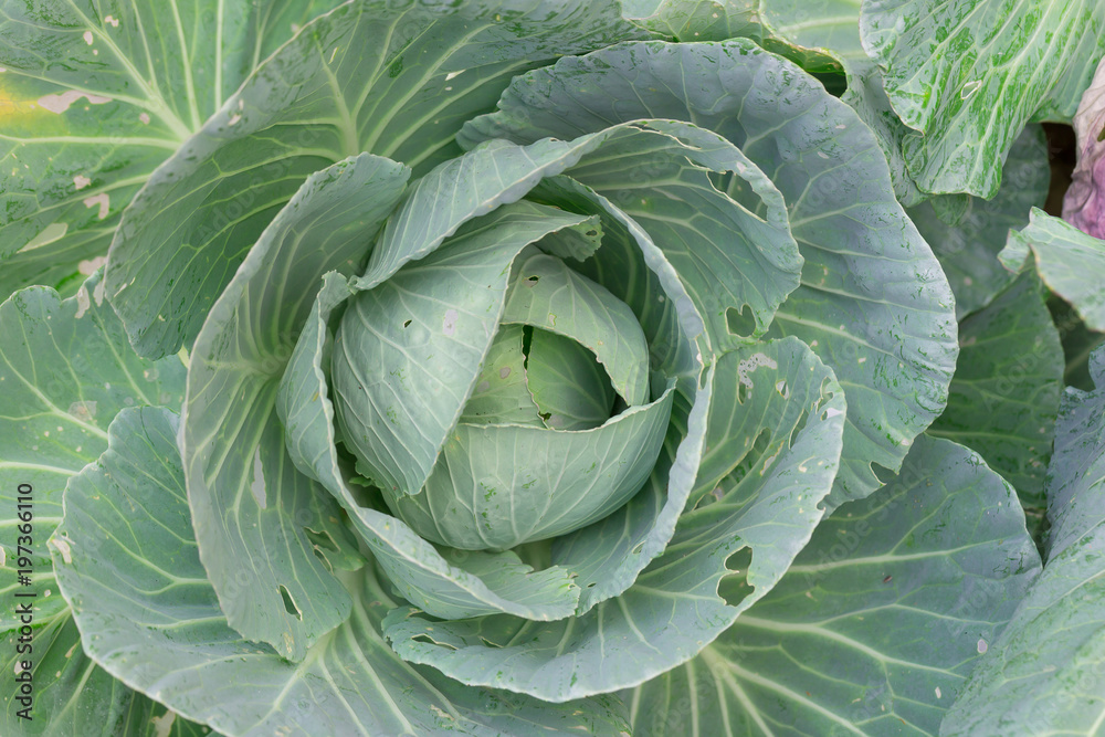 Fototapeta premium Cabbage closeup. freshly growing cabbage field, cabbage hurvest concept