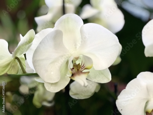 White orchid flower bud close up 