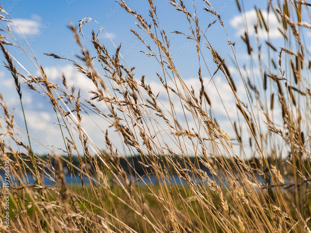 Fototapeta premium American marram grass with blue sky and shoreline