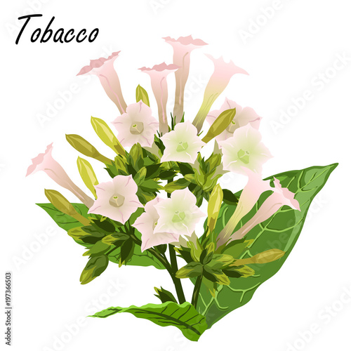 Tobacco (Nicotiana tabacum). Hand drawn realistic vector illustration of tobacco flowers with green leaves isolated on white background.