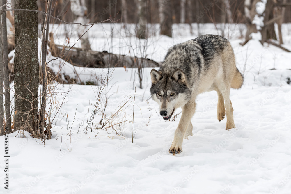 Naklejka premium Grey Wolf (Canis lupus) Trots Forward