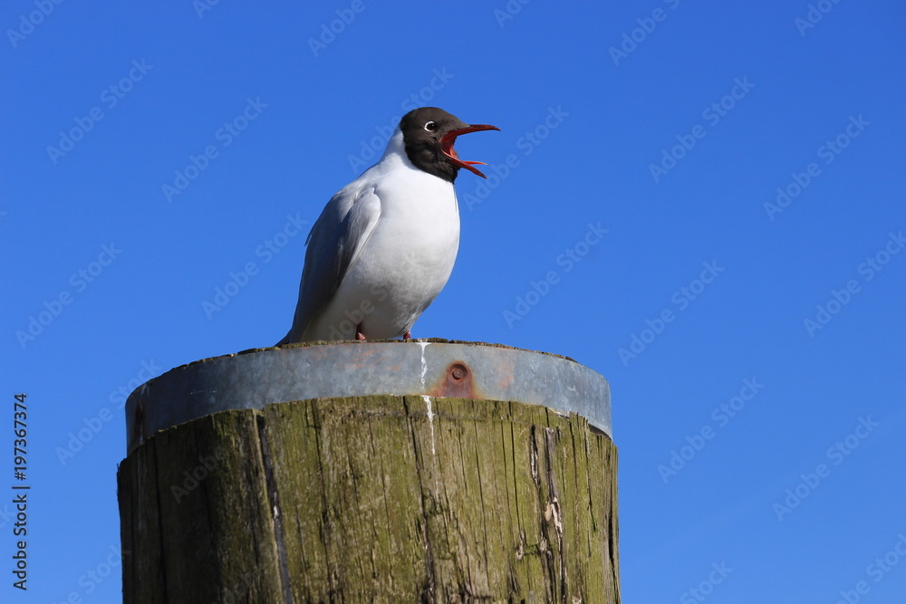 Fototapeta premium Schreiende Lachmöwe auf einem Poller