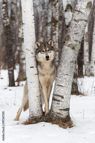 Grey Wolf (Canis lupus) Looks Out From Between Birch Trees