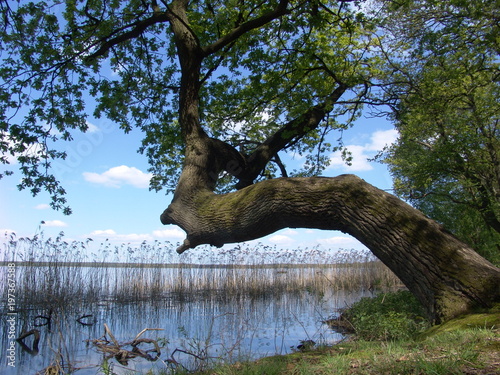 dicke Eiche, die sich über Wasser geneigt hat an einem sonnigen Frühlingstag photo