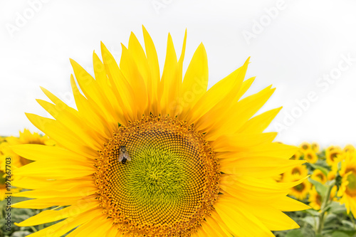 Piękny duży słonecznik na tle pola. Pszczoła siedząca na słoneczniku.