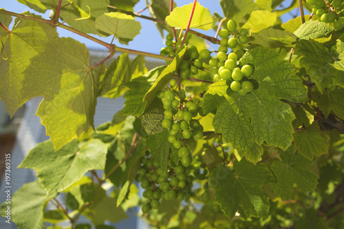 grapes hanging from lush green vine