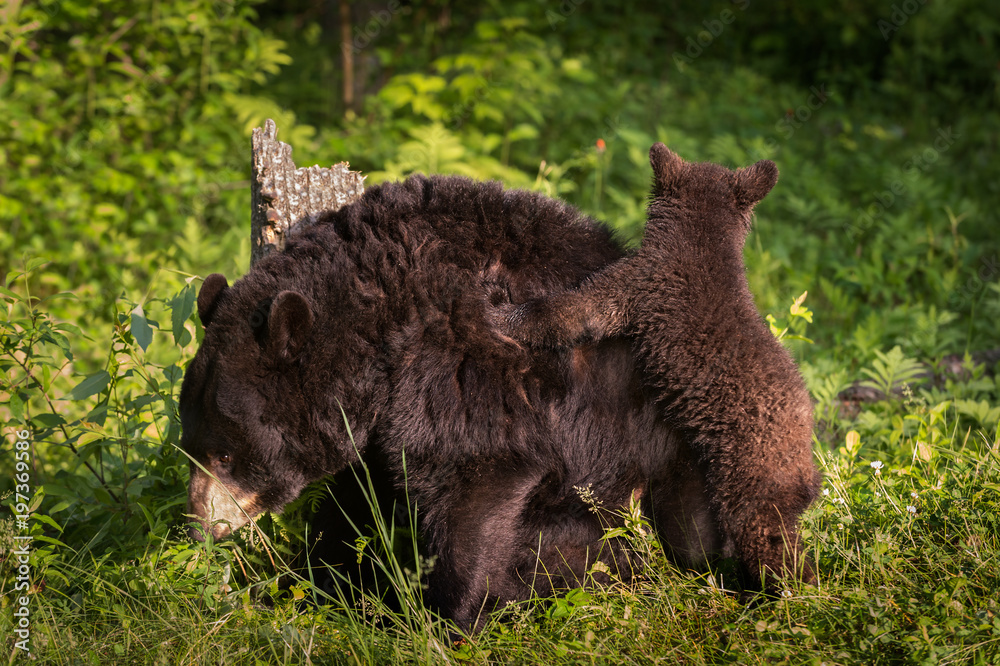 Black Bear (Ursus americanus) Cub Climbs On Mothers Back Black Bear (Ursus americanus) Cub Climbs On Mothers Back