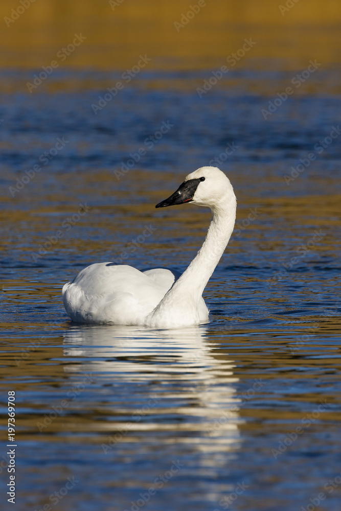 Fototapeta premium Swan on the Yellowstone River