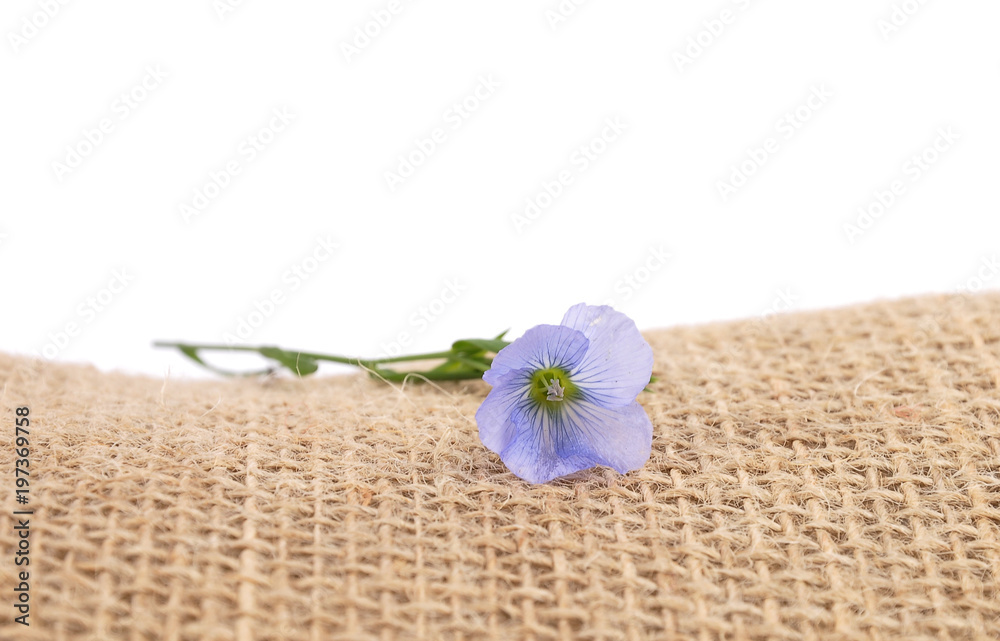 Gemeiner Lein auf Jute Gemeiner Lein auf Jute