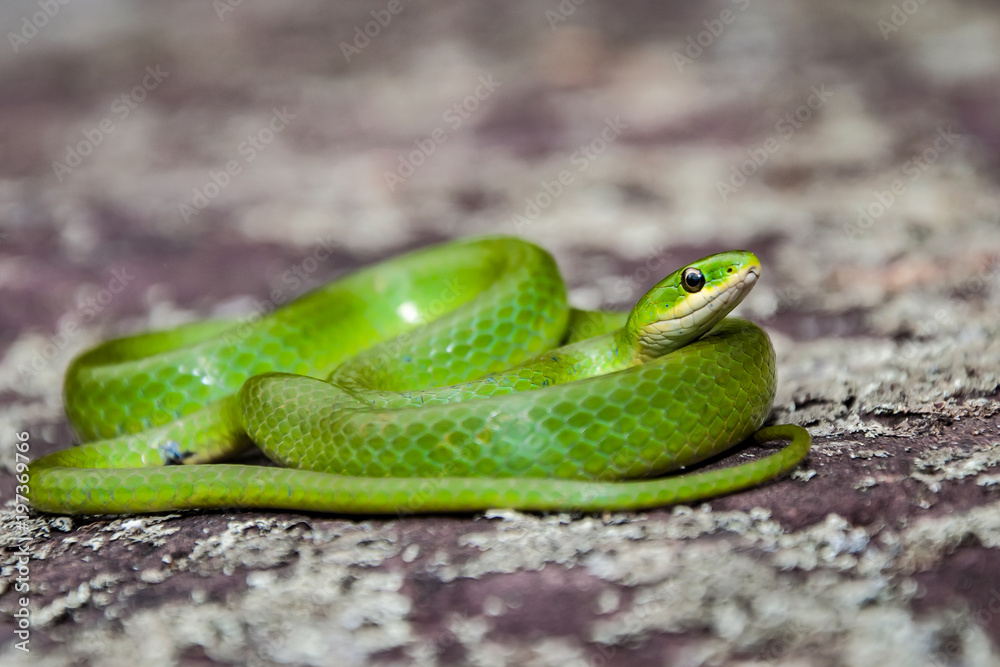 Fototapeta premium Smooth Green Snake (Opheodrys vernalis)