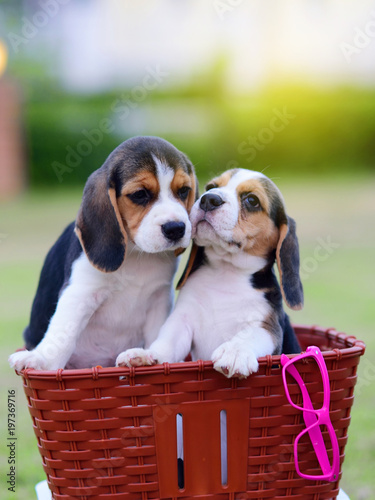 Cute little Beagles stay in basket 