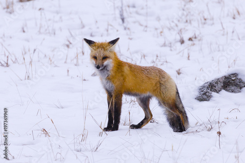 A red fox hunts in the late evening in Yellowstone
