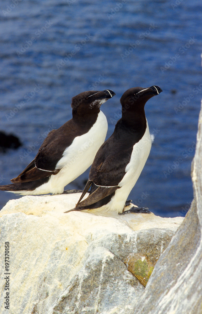 Φωτογραφία gazza marina alca torda riserva naturale isole saltee contea di wexford irlanda