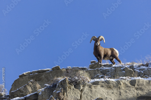 A lone big horn sheep in Yellowstone National Park