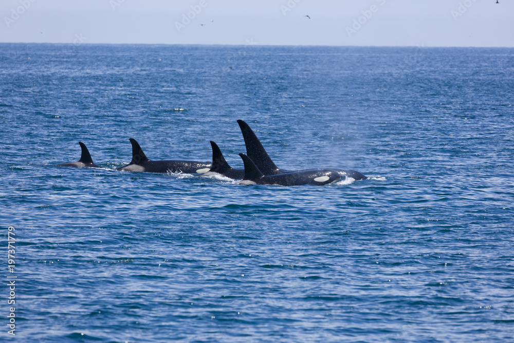 Orcas in the waters of Alaska Orcas in the waters of Alaska