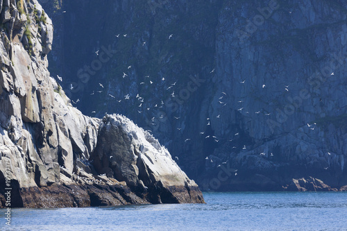 Birds off the coast of the Kenai peninsula