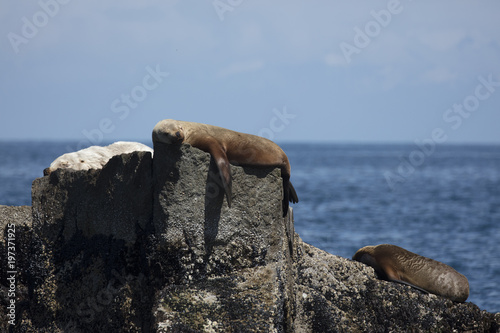 A seal resting on a rock in Alaska