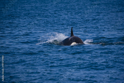 An Orca in the waters of Alaska
