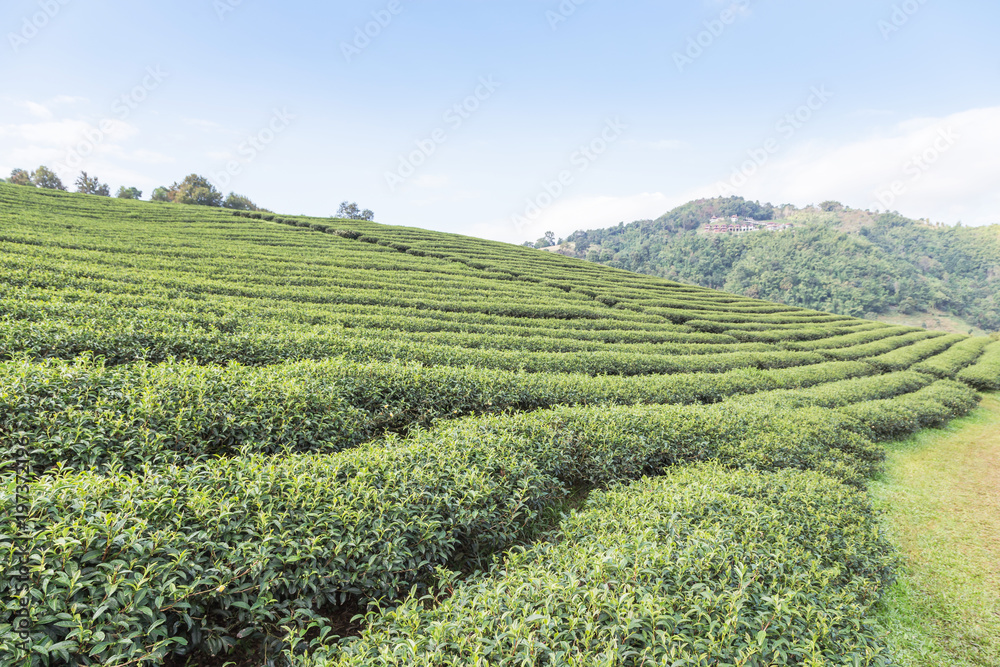 Rows of green terraced 101 tea plantation on highland at Doi Mae Salong, Chiang Rai, Thailand in the morning.