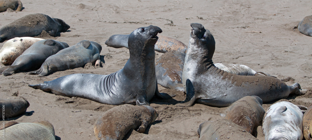 Fototapeta premium Northern Elephant Seals walczący w kolonii słoni morskich Piedras Blancas na środkowym wybrzeżu Kalifornii w USA