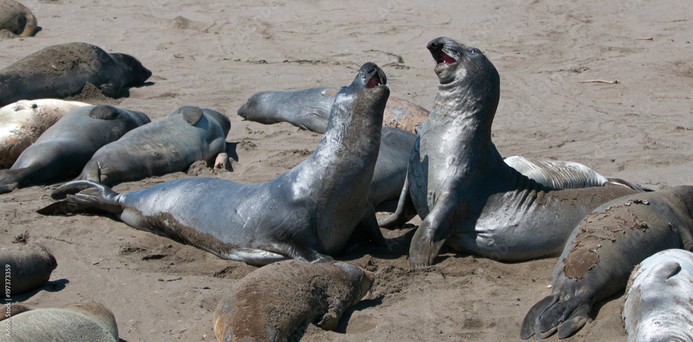 Fototapeta premium Młode foki północne walczą w kolonii słoni morskich Piedras Blancas na środkowym wybrzeżu Kalifornii, USA