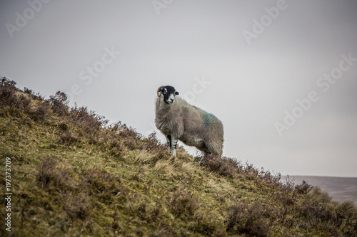 Skiddaw Sheep II