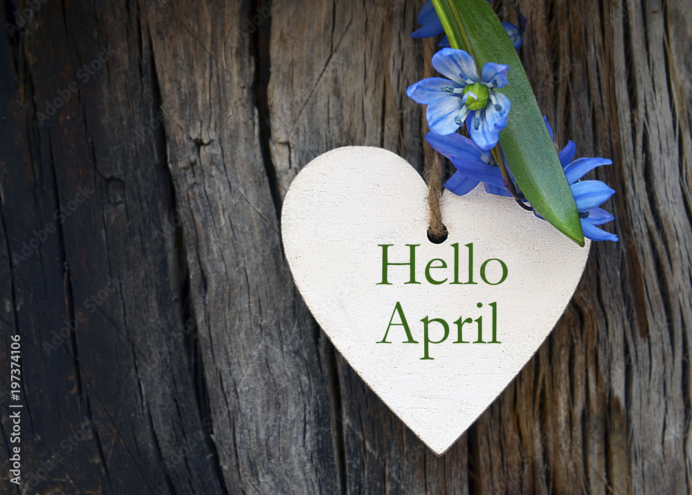 Fototapeta premium Hello April greeting card with blue first spring flowers on wood background. Springtime concept.Selective focus.
