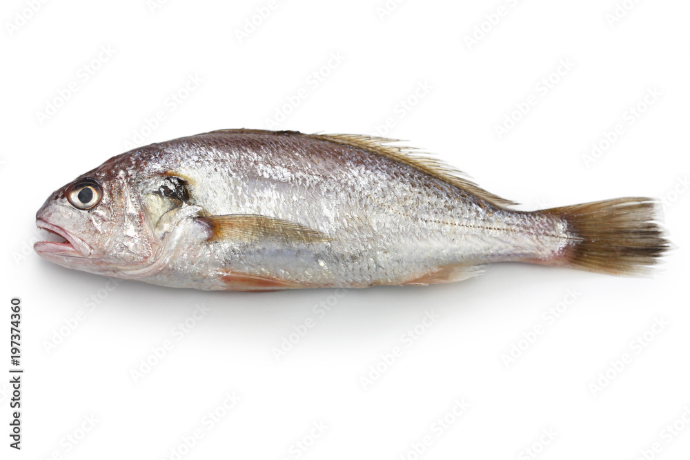 croaker fish croaker fish