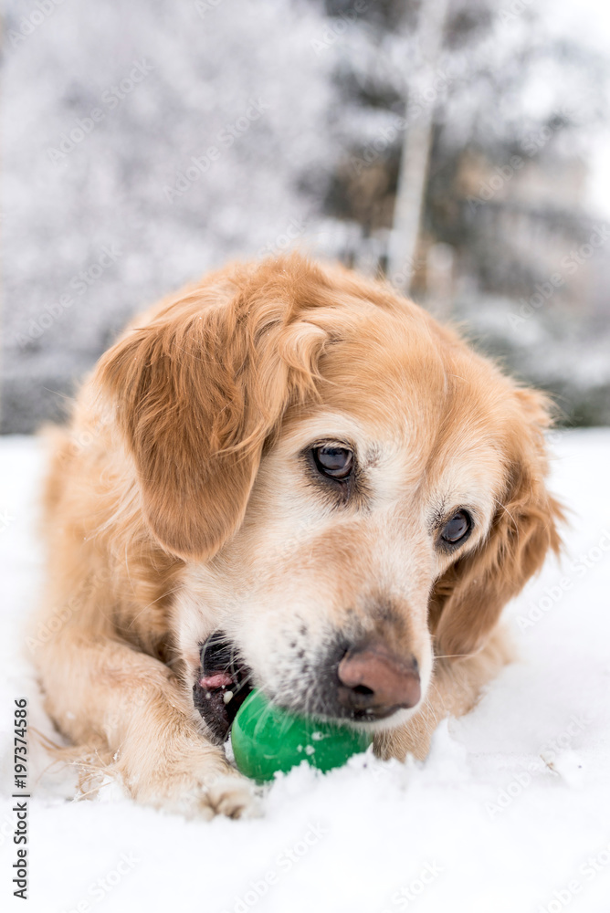 Cute adult golden retriever playing with the ball,selective focus