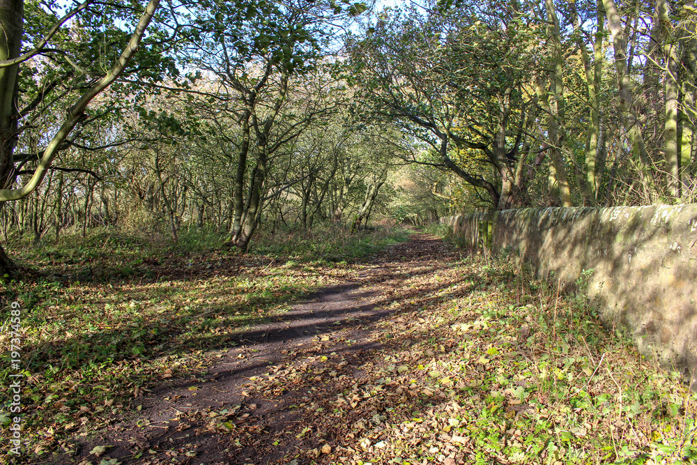 Obraz premium Woodland Walk 2