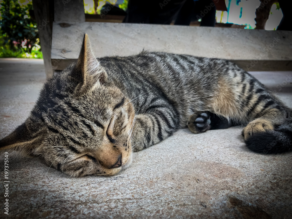 Veterinary surgeon neutering a Stray cat Rabies vaccination Veterinary surgeon neutering a Stray cat Rabies vaccination